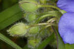 Hairyflower spiderwort